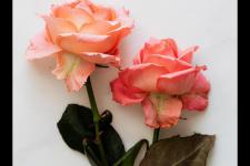 老公一次次的背叛我该怎么办（老公背叛了我）