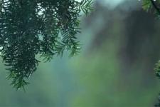 老公总提离婚（老公坚决提出离婚）