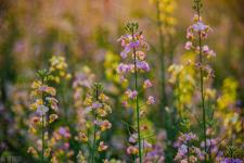 春天的气息的优美句子（关于春天的唯美句子精选）