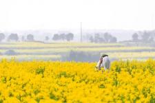 踏青的唯美句子发朋友圈（最适合春游发朋友圈的诗句）