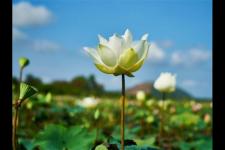 桃花开了发朋友圈说说（赏花发朋友圈怎么配文）