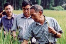 缅怀袁隆平的句子（国士禾下梦乘凉--缅怀袁隆平）