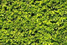 赞美诗歌1300首（82首赞美诗）