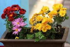 老师祝福语句简短唯美（祝福张俊彦老师）