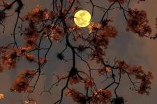 中秋祝福语言短句（有哪些适合中秋节的祝福文案）