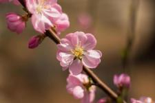 樱花唯美句子简短（春暖花开的唯美句子）