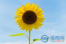 女神节唯美句子说说（女王节女神节说说优美句子）