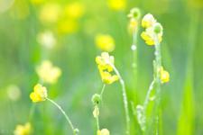 踏青的唯美句子发朋友圈（朋友圈春天问候唯美句子配图）