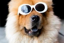 小狗（å°�ç‹—）