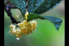秋雨绵绵的唯美句子（秋雨绵绵思万千）