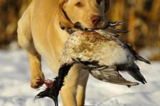 猎人笔记读后感（猎人笔记的文学）