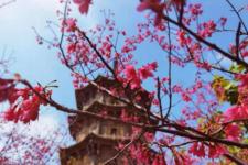 樱花唯美句子简短（赏花的心情句子唯美）