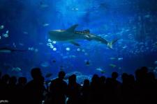 广东省内旅游景点（广东十大旅游景点）