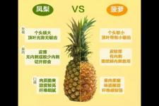 凤梨和菠萝的区别（一文读懂菠萝和凤梨的区别）