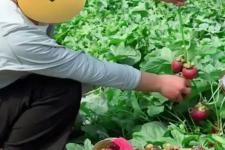 山竹长在土里还是树上（山竹长在地上）