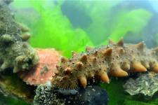 海参的挑选怎么挑（怎么挑选好海参）