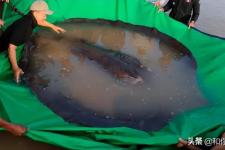 世界上最大的鱼类是什么（世界上最大的淡水鱼）