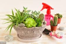 家里再穷也要养这3种花（再穷也要养一盆的4种花）