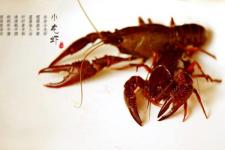 清道夫鱼为什么不能吃（清道夫能吃吗）