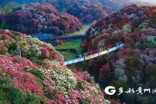 贵州百里杜鹃旅游最佳时间（贵州百里杜鹃推出两条旅游路线）