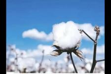 为什么抵制新疆棉花（抵制新疆棉花）