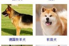 狗狗品种大全及图片（狗狗大全收藏好）
