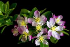 6月9日是什么星座（6月9日星座运势）