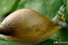 蜗牛人恐怖照片（恐怖的僵尸蜗牛）