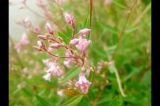 再世情缘经典语录（七夕-再世情缘）