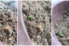 凤仙花的生长过程（凤仙花的生长过程记录）