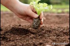 变形记作文600字（变形记600字作文）