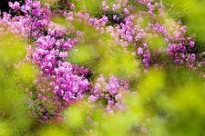 柳暗花明又一村的上一句（柳暗花明又一村）