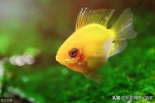 渔夫的故事教学设计（渔夫和金鱼的故事）