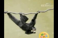 猴子捞月亮的故事（猴子捞月亮的原型原来是它）